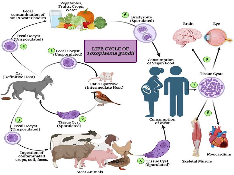 Life Cycle Of Toxoplasma Gondi